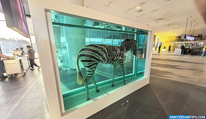 stedelink museum amsterdam - Damien Hirst's Zebra in sculpture hall