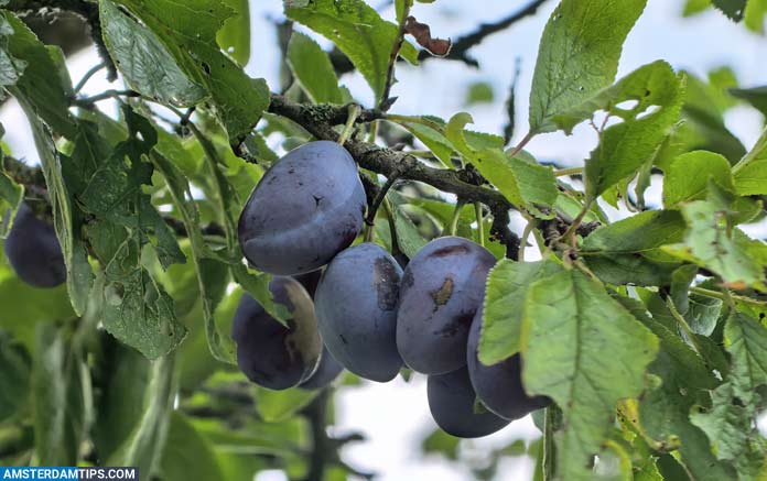muiderslot castle - plums from the orchard